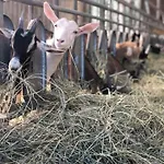 Why Farm Marano Ticino