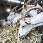 Why Farm Agroturismo *