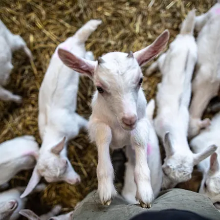 Why Farm مزرعة للإقامة