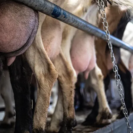 مزرعة للإقامة Why Farm *