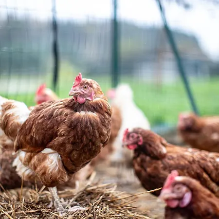 مزرعة للإقامة Why Farm Marano Ticino