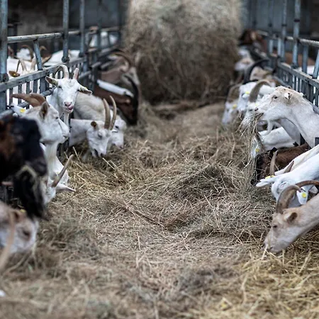 Why Farm * Marano Ticino