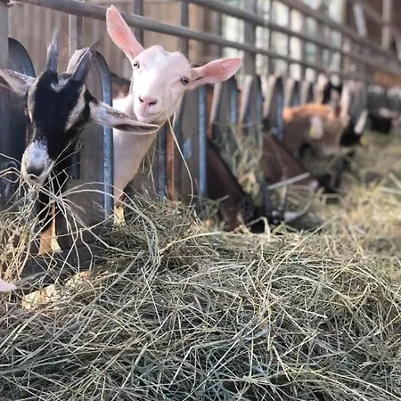 Why Farm Marano Ticino