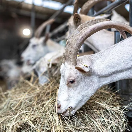 Why Farm Фермерский дом *